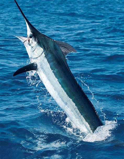 The Science Behind Blue Marlin Fishing Charters